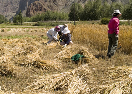 hand harvesting wheat with scythes